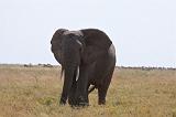 TANZANIA - Serengeti National Park - Elephant - 1